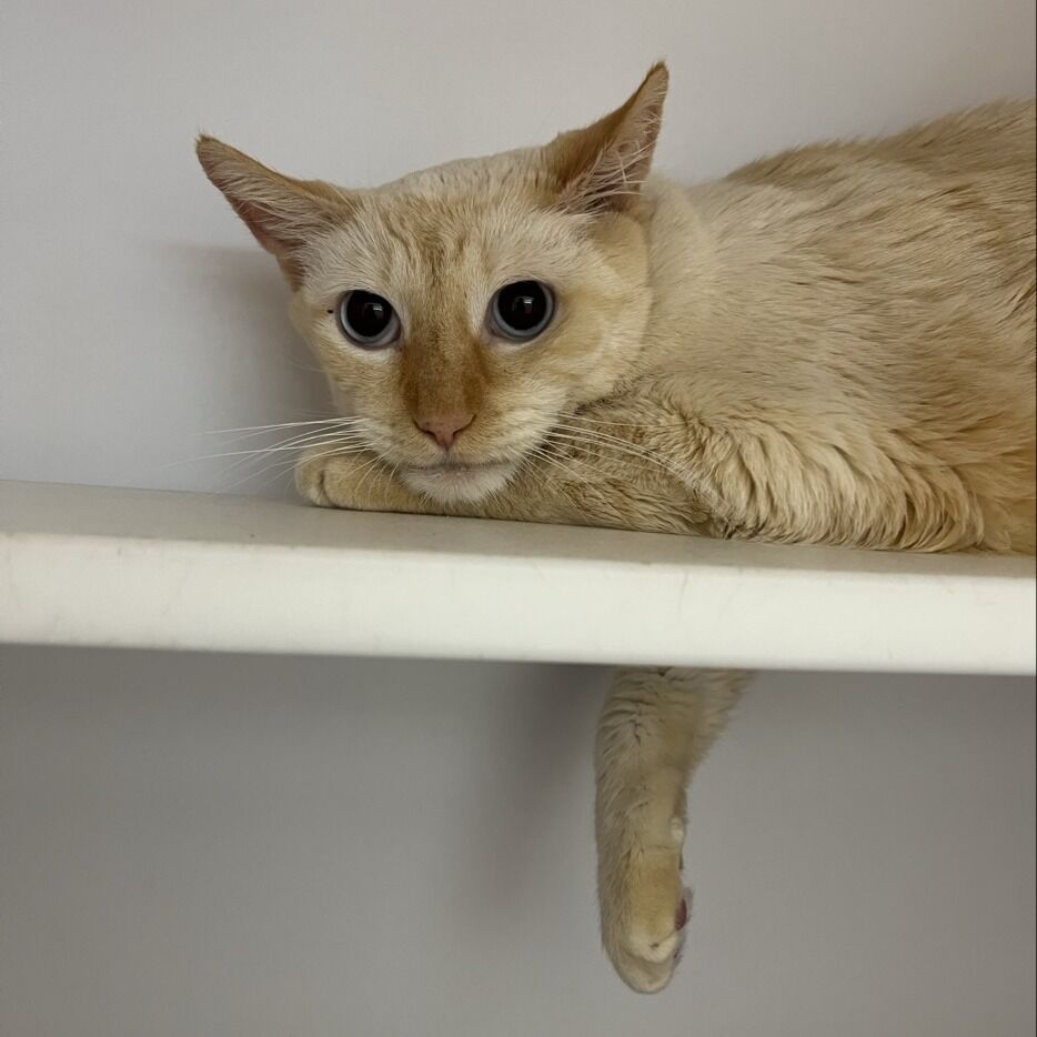 Hello my name is Sputnik