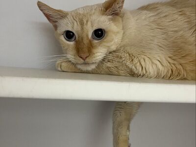 Hello my name is Sputnik