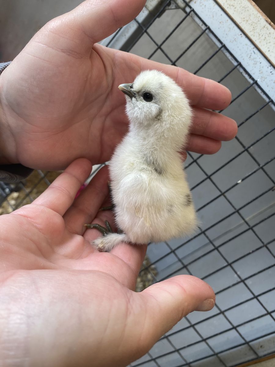 Painted Silkies