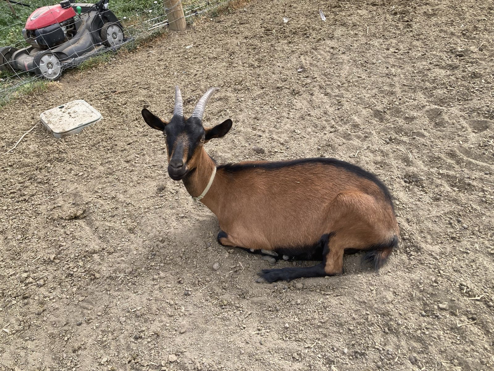 Oberhasli / Alpine Cross Yearling Doe - Dairy Goat