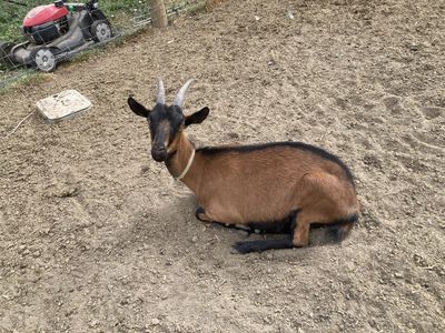 Oberhasli / Alpine Cross Yearling Doe - Dairy Goat