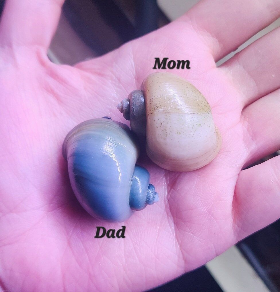 Baby Mystery Snails - Blue and Ivory (Pomacea brid