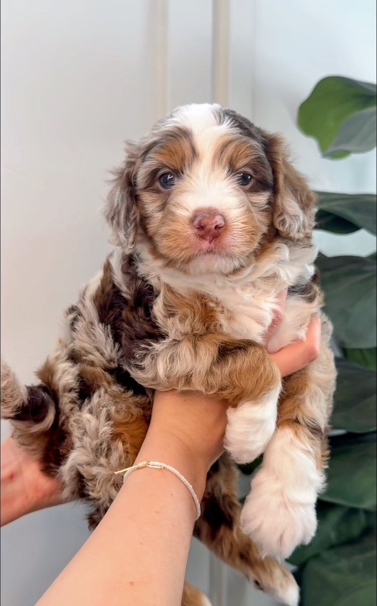 Mini Bernedoodle