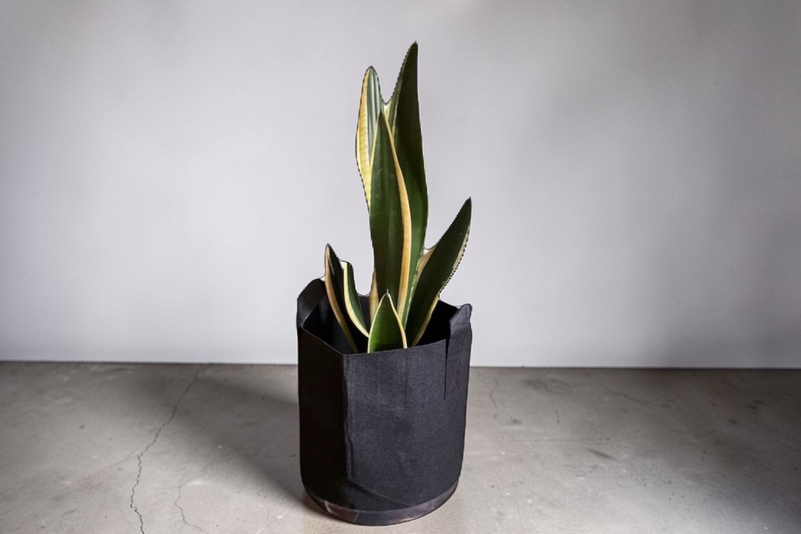 Live Snake Plants, Indoor green Plants $15-$20 house plants