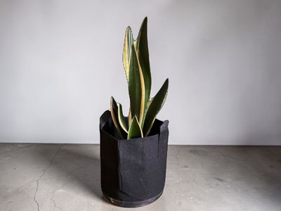 Live Snake Plants, Indoor green Plants $15-$20 house plants