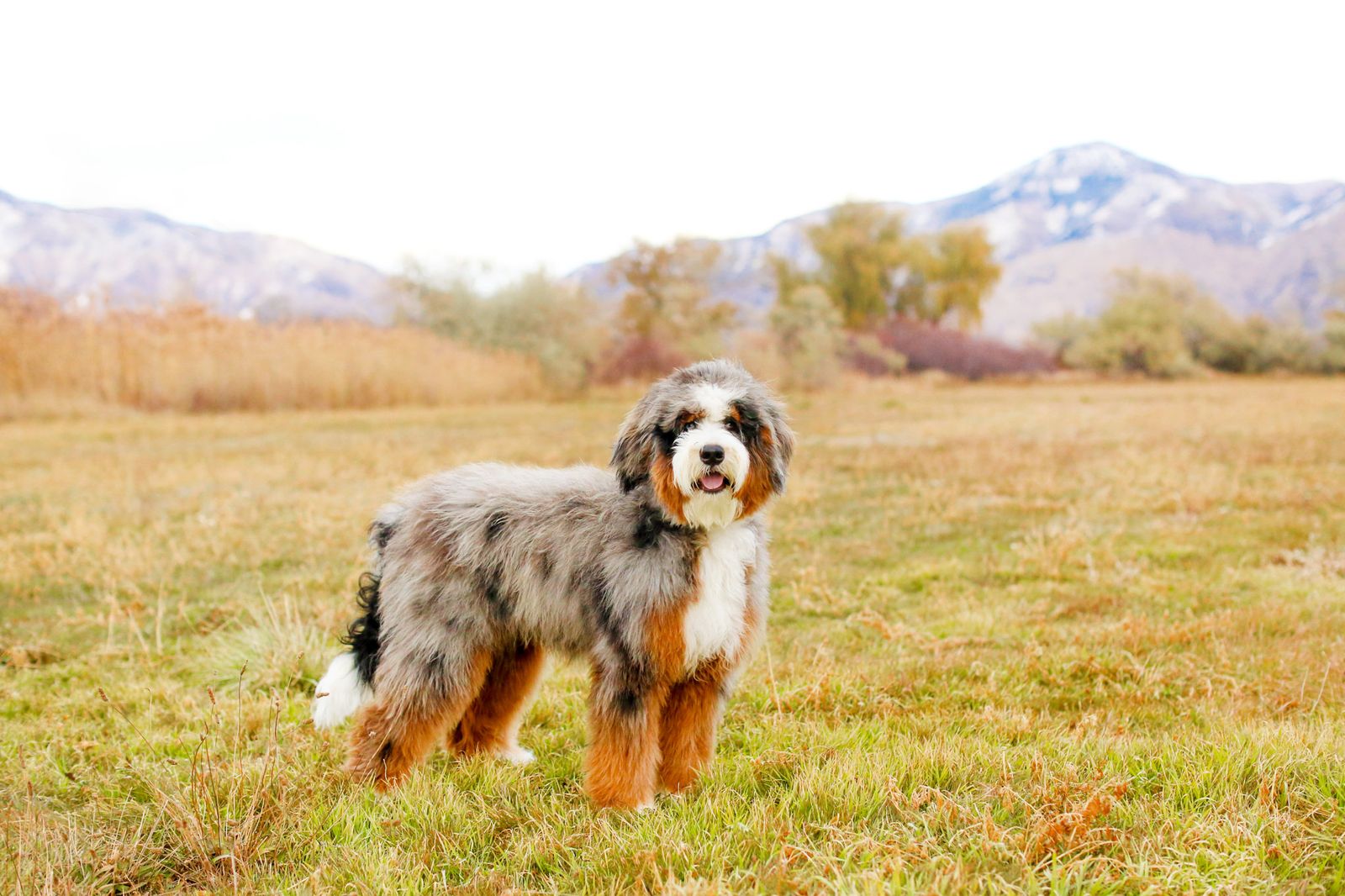 River - Merle Australian Mountain Doodle Dog