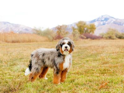 River - Merle Australian Mountain Doodle Dog