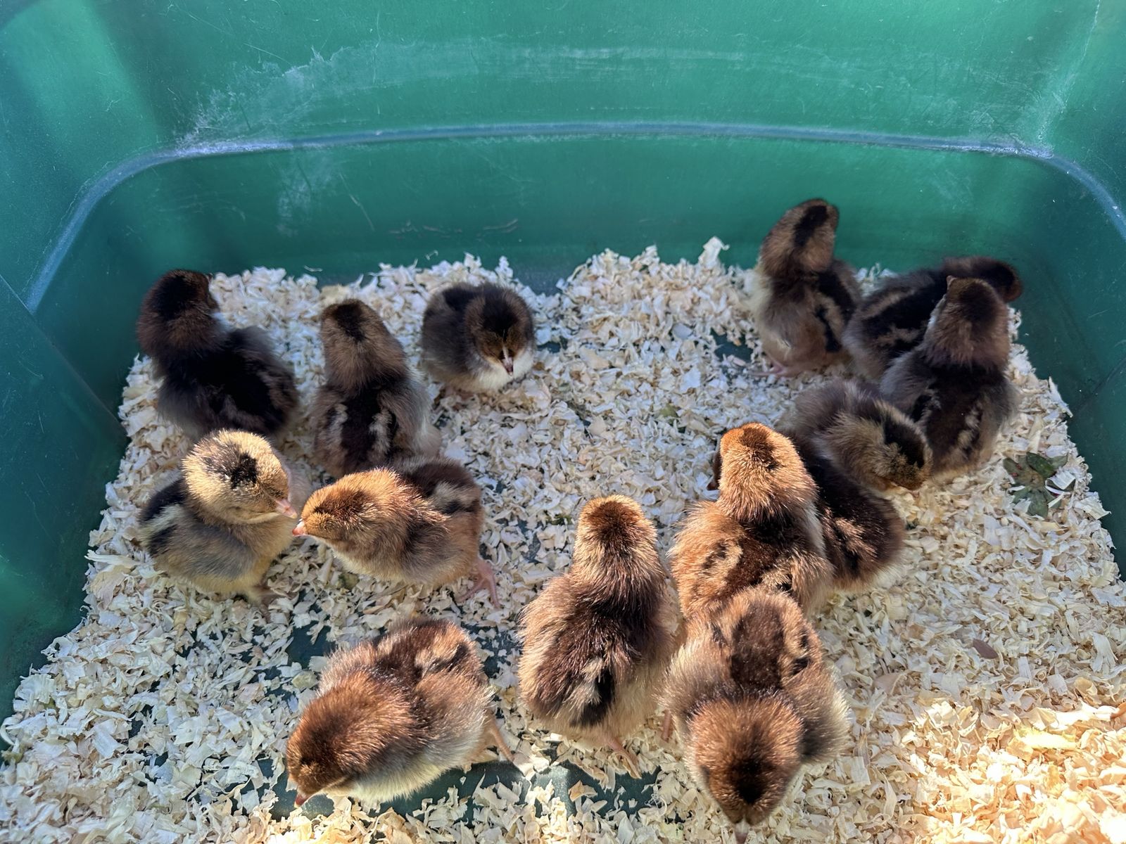 Speckled Sussex Chicks