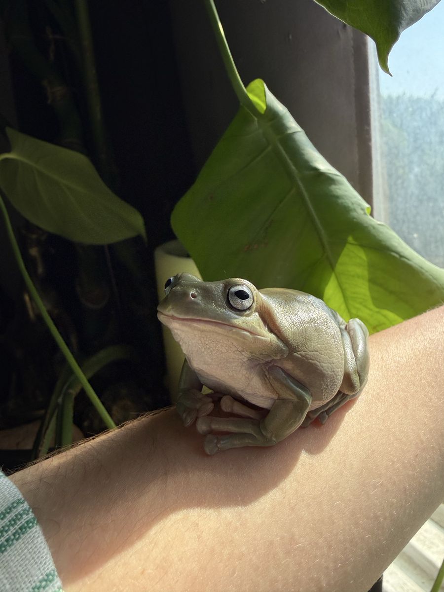 4 White's Tree Frogs $300 OBO!