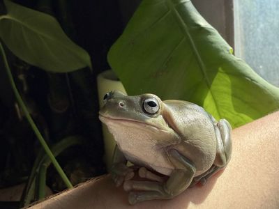 4 White's Tree Frogs $300 OBO!