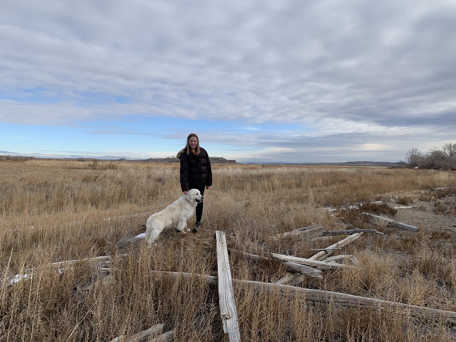 Stud Golden Retriever For Sale