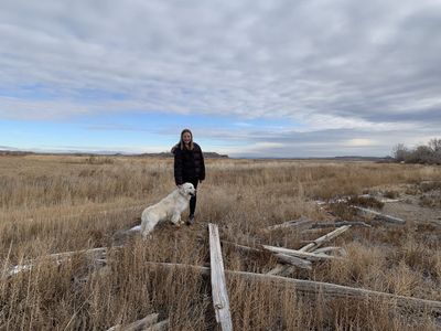 Stud Golden Retriever For Sale