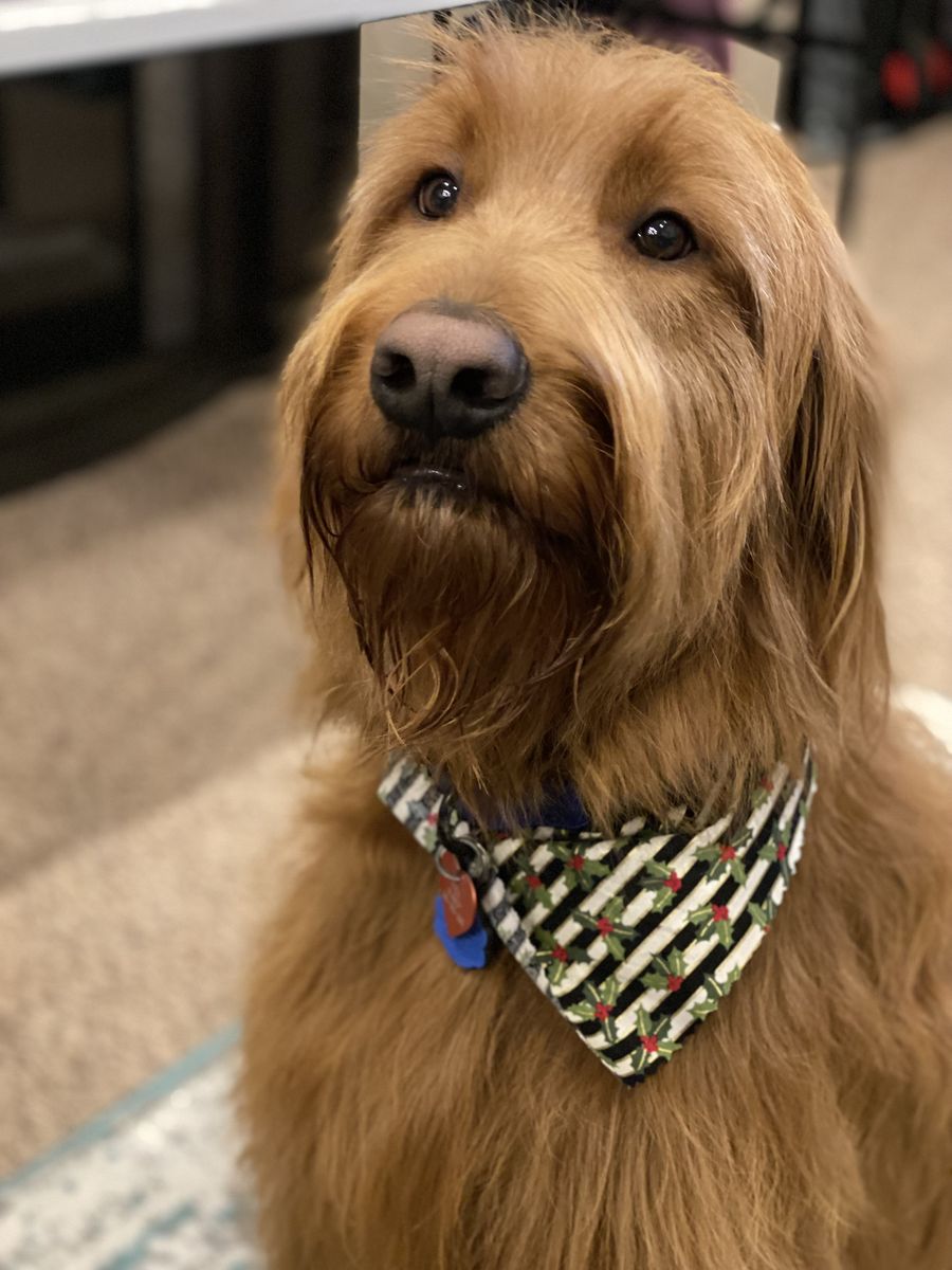 9 year old male Goldendoodle - free to a good home