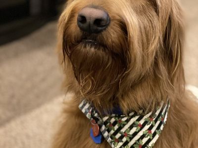 9 year old male Goldendoodle - free to a good home