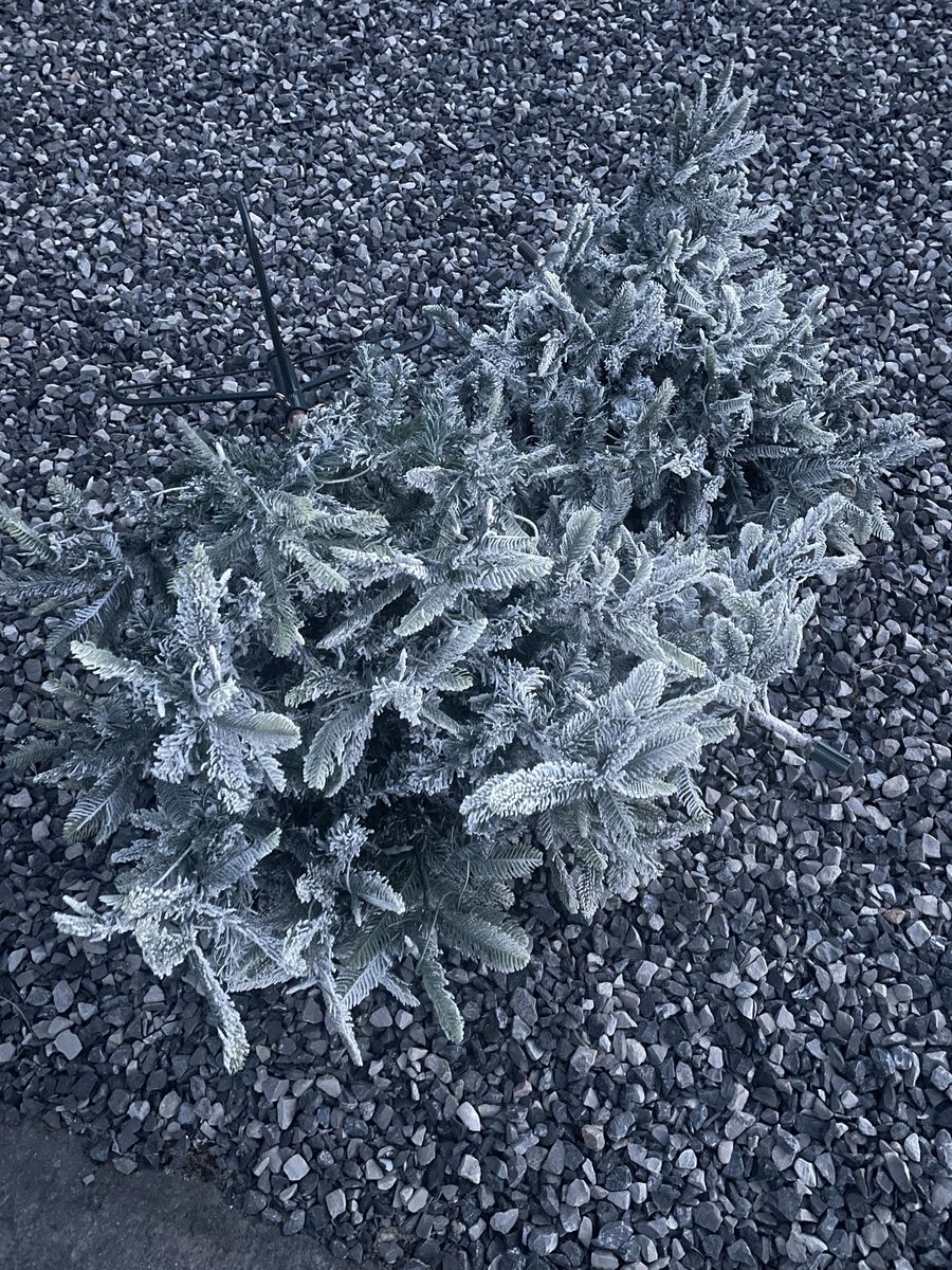 Free Christmas Tree.