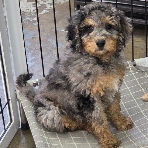 Mutigenerational Mini Bernedoodle
