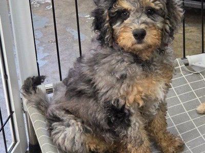 Mutigenerational Mini Bernedoodle