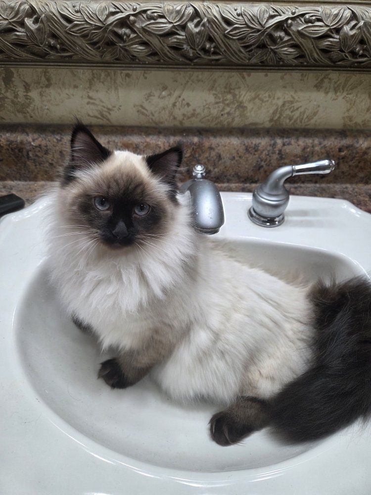 Ragdoll kittens n lynx