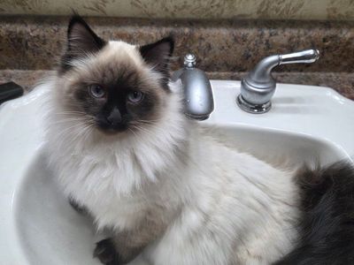 Ragdoll kittens n lynx