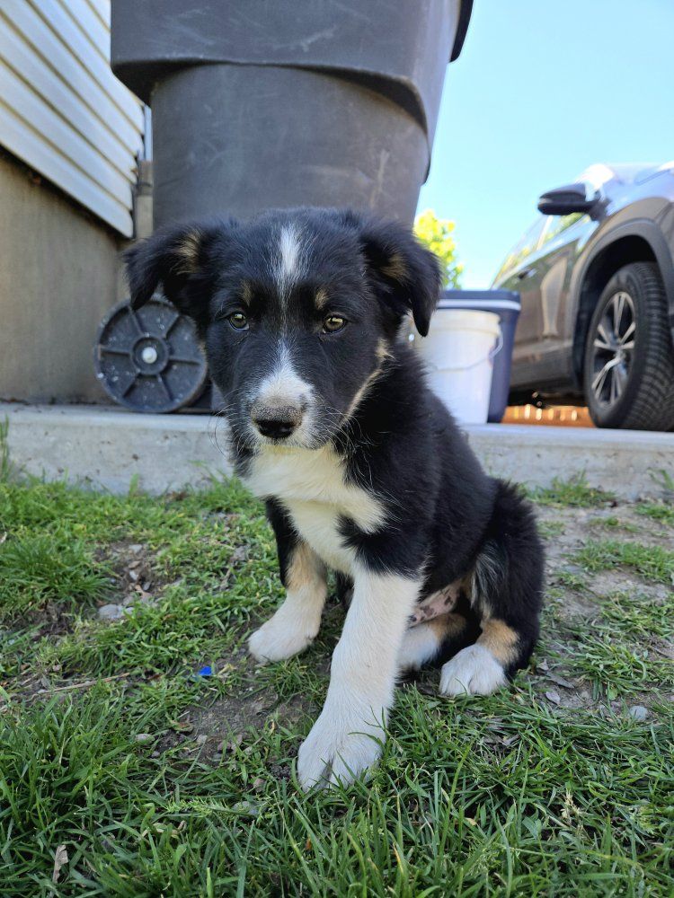 Working Line Border Collie Puppies
