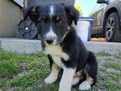 Working Line Border Collie Puppies