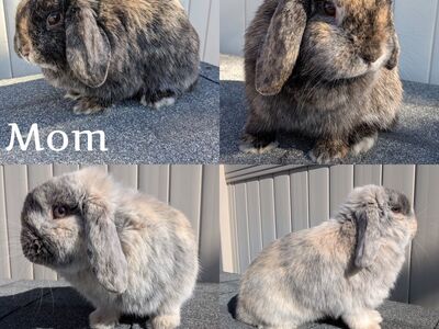 Pedigreed Holland Lop Bunny