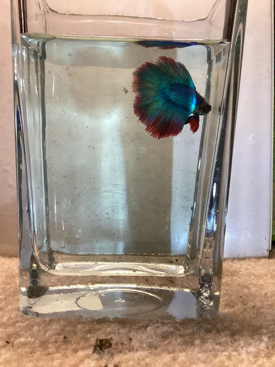 Male Twintail Halfmoon Betta
