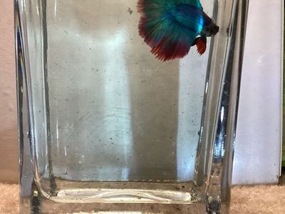 Male Twintail Halfmoon Betta