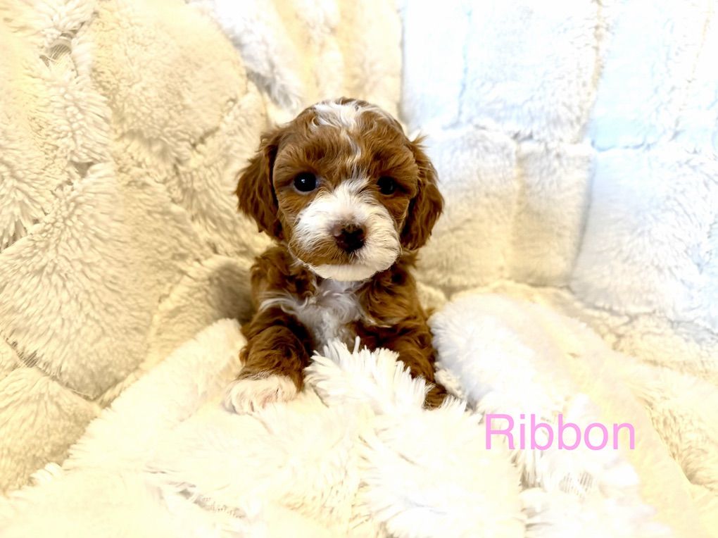 Goldendoodle-Read Description-BEST PUPPIES!