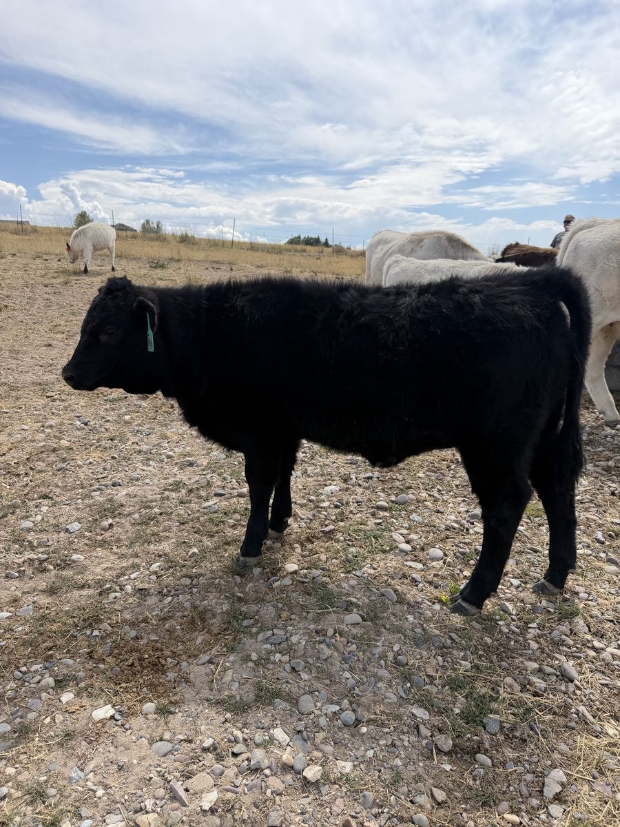 Dexter highland mini heifer