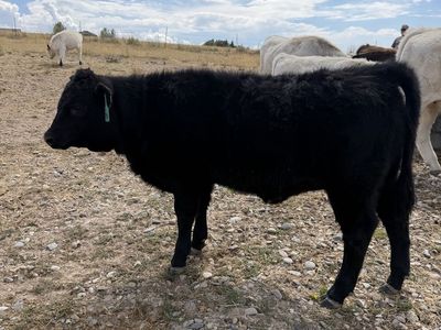Dexter highland mini heifer
