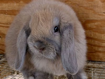 Baby Holland Lop