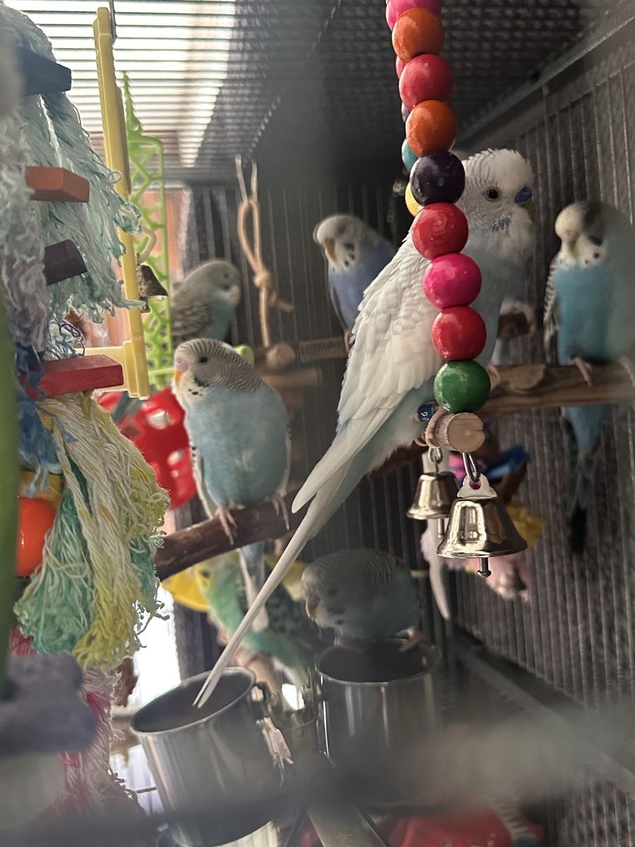 6-8 parakeets plus Huge Cage
