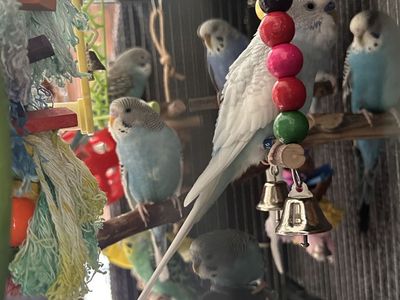 6-8 parakeets plus Huge Cage