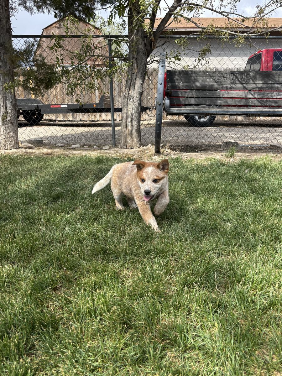 Red heeler male pup