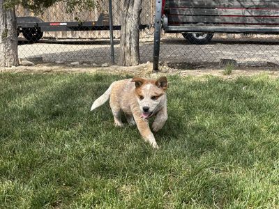Red heeler male pup
