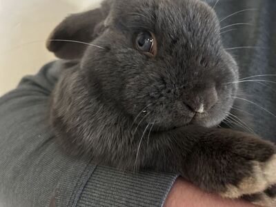 Holland lop