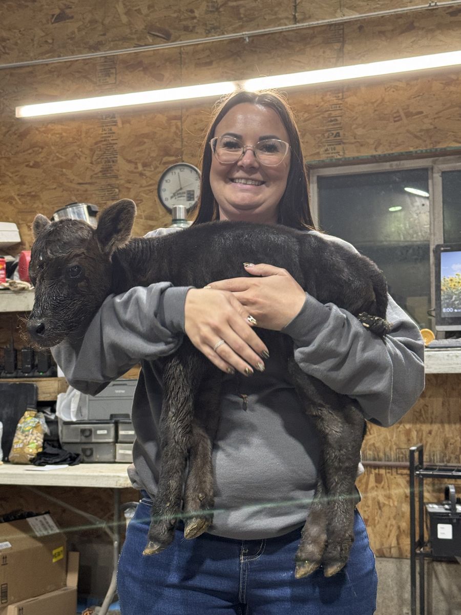 Sim/Angus Heifer Calf