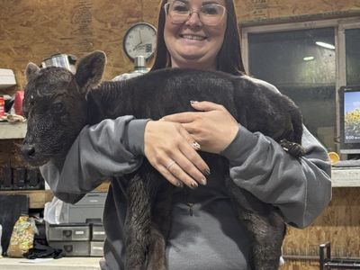 Sim/Angus Heifer Calf