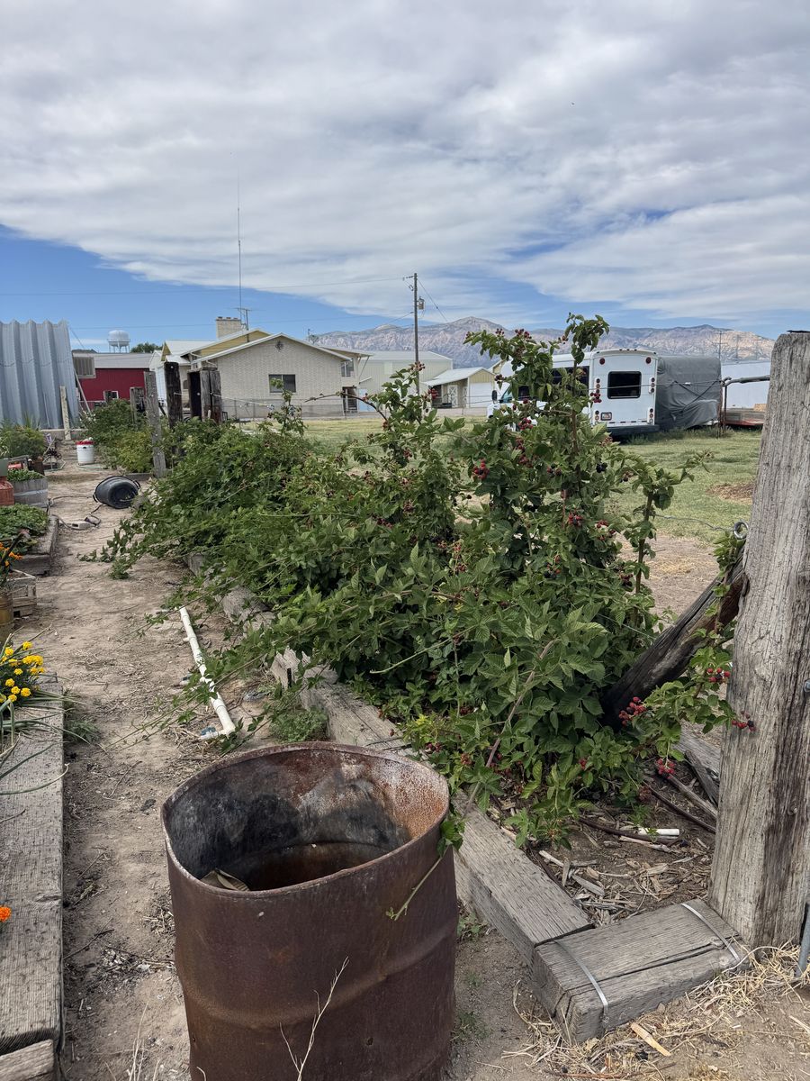 Thornless Blackberry Starts