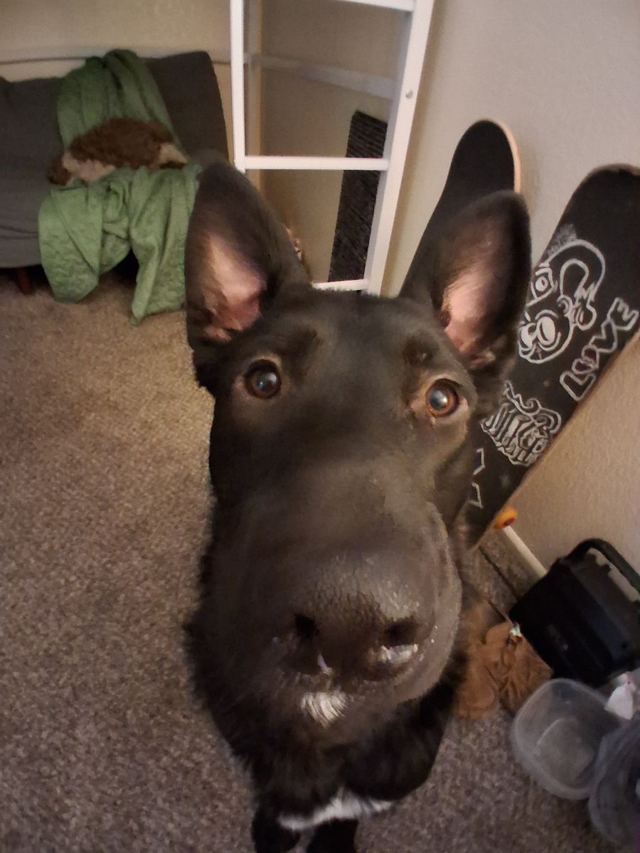German Shepherd X Staffordshire terrier