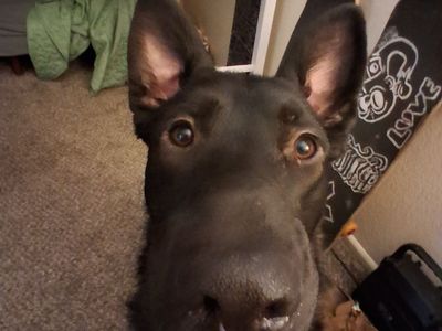 German Shepherd X Staffordshire terrier