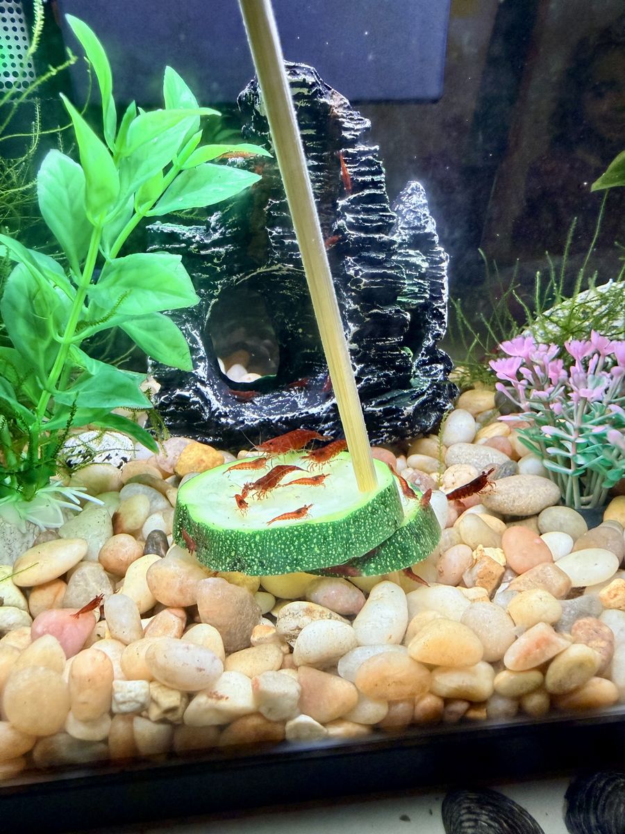 Cherry Shrimp Juveniles for Sale