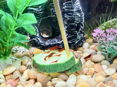 Cherry Shrimp Juveniles for Sale