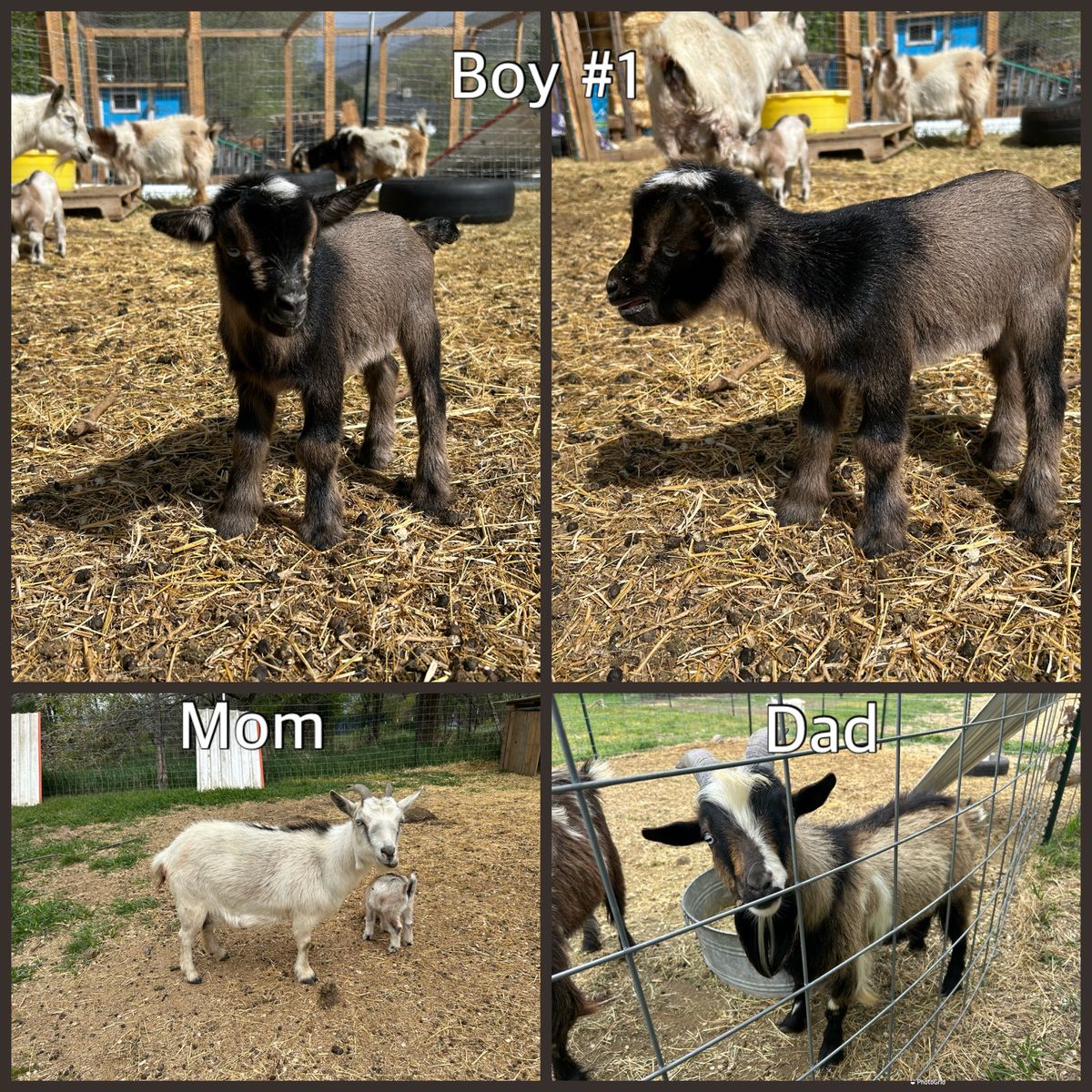 Nigerian Dwarf Baby Goats!