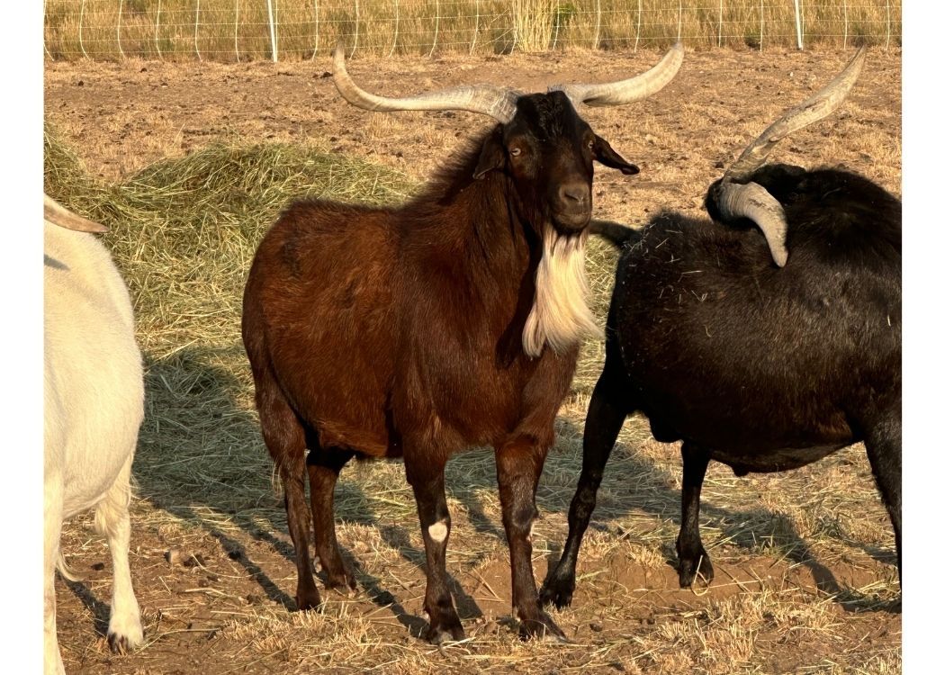 Spanish Buck Goats for Sale