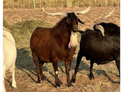Spanish Buck Goats for Sale