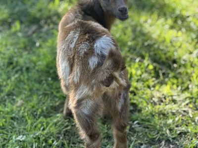 Baby Nigerian dwarf goats
