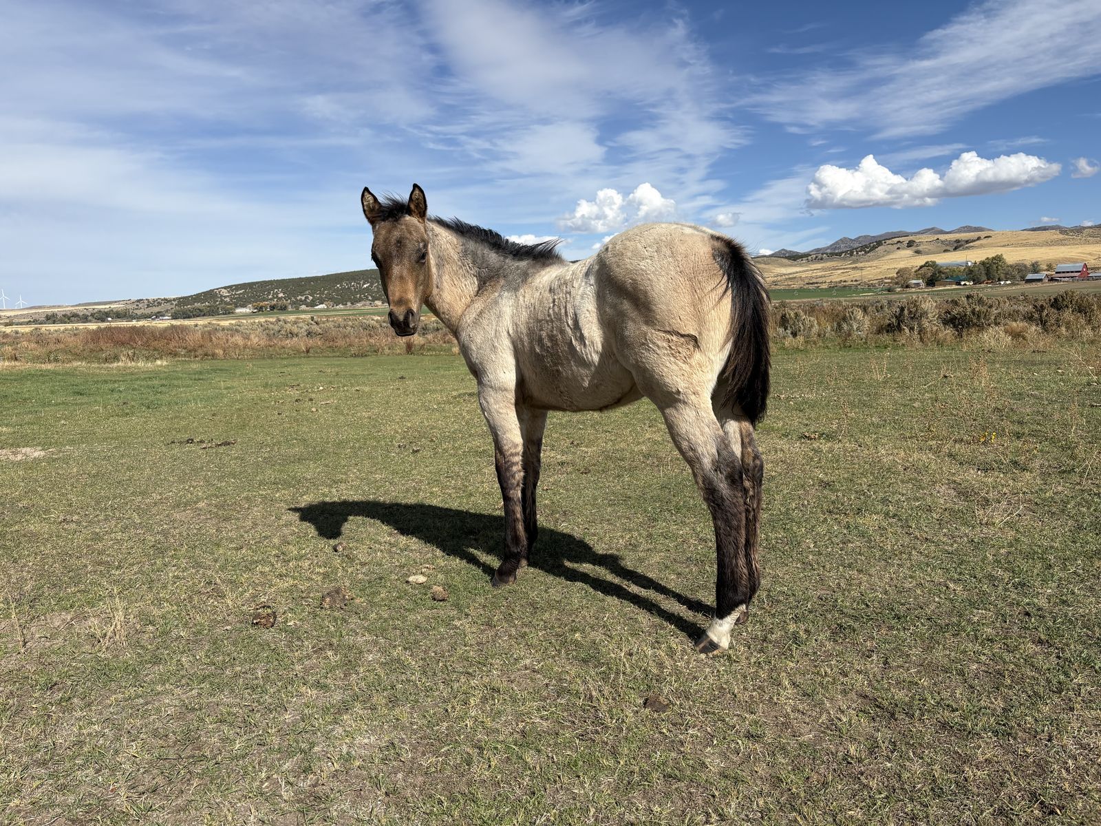2025 Dun Roan stud Colt