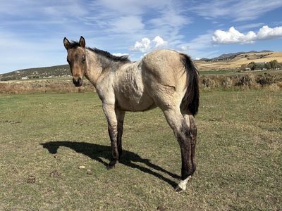 2025 Dun Roan stud Colt